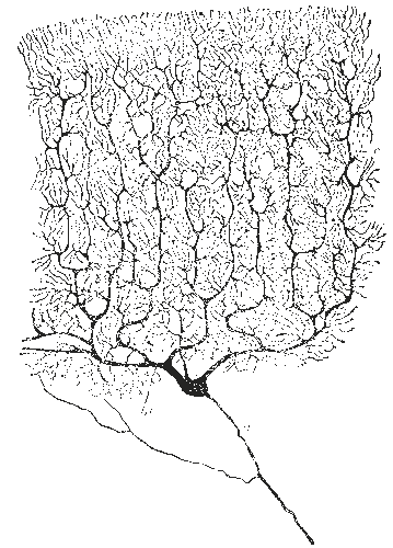 Drawing of a Purkinje cell in a cat’s cerebellar cortex by Santiago Ramón y Cajal. Biological neurons inspired artificial neural networks, the basis of deep learning. in the 1950s, but the similarities are only superficial.